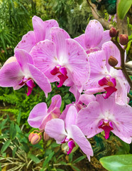 Fototapeta premium beautiful pink orchid