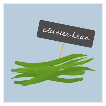 Vector Vegetable - Cluster Bean