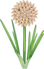 Onion plant with seed ball and green leaves on white background