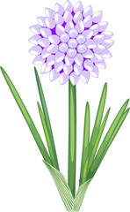 Flower of ornamental onion with green leaves on white background
