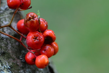 Rowan berries on a tree
