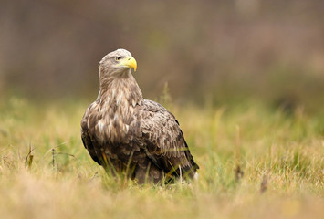 Fototapeta premium White tailed Eagle (Haliaeetus albicilla)