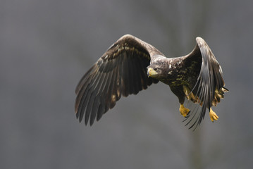 White tailed Eagle (Haliaeetus albicilla)