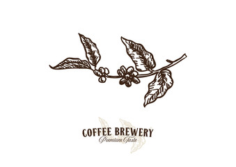 Coffee Branch Harvest