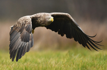 White tailed Eagle (Haliaeetus albicilla)