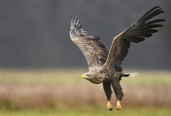 White tailed Eagle (Haliaeetus albicilla)
