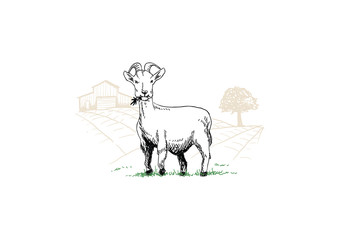 Goat Eat Marijuana on Farm Field