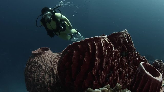 A diver (female) swims in a colorful coral reef above a sponge, WAKATOBI, Indonesia, Nov. 2017, slow moition, RED 5Kws 21: 9