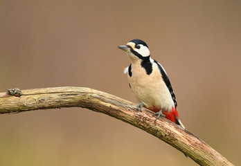 Fototapeta premium Great Spotted Woodpecker (Dendrocopos major)