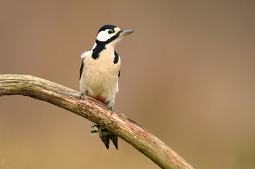 Naklejka premium Great Spotted Woodpecker (Dendrocopos major)