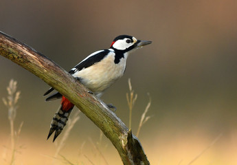Great Spotted Woodpecker (Dendrocopos major)