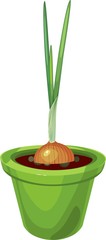 Growing green onions in pot