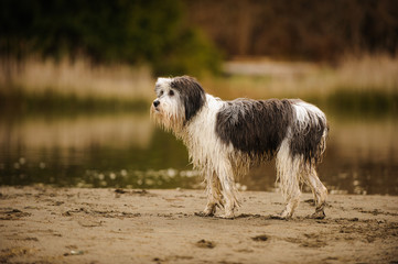 Wet Polish Lowland Sheepdog outdoor portrait standing on beach
