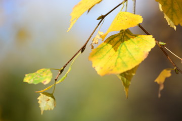 Last leaves on a birch tree