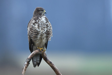 Common buzzard (Buteo buteo)
