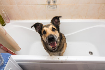 Cute dog sitting in bathtub waiting to be washed