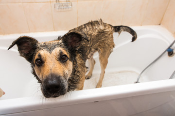 Cute dog standing in bathtub waiting to be washed