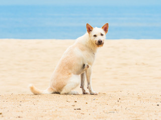 Cute dog on the beautiful beach