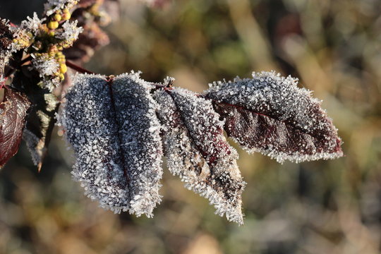 Eiskristalle am Laub zu Winterbeginn