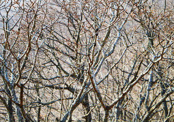 Obraz premium Close up of bare tree brunches with buds