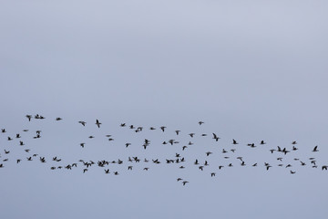 Zug von Schneegänsen