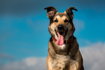 Fototapeta na wymiar portrait of mongrel dog sitting on a field