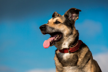 portrait of mongrel dog sitting on a field