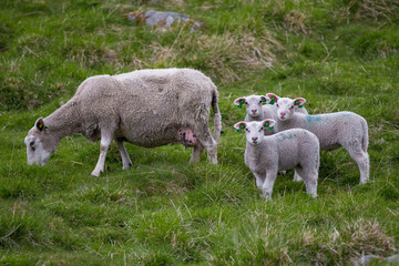 Obraz premium Three baby lambs looking at camera while mother eating grass