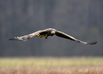 White tailed Eagle (Haliaeetus albicilla)
