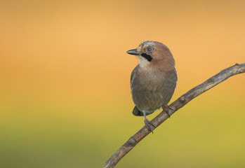Eurasian Jay (Garrulus glandarius)