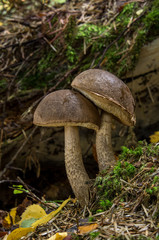 Leccinum pseudoscabrum, edible mushrooms