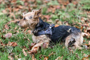 kleiner langhaariger Mischlingshund