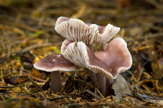 Mycena pura - inedible fungus