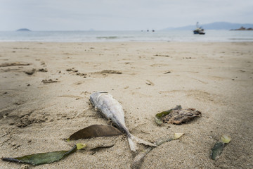dead fish on the beach of the sea