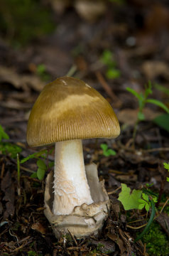 Amanita battarrae - inedible fungus
