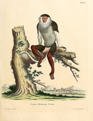 Illustration of primates.