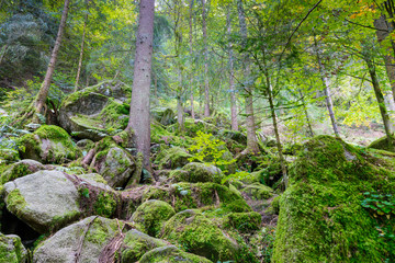 Woodlands in the Black Forest