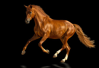 Chestnut horse cantering freely.