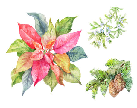 Set of Cristmas plants. Poinsettia, fir branch, viscum. Winter illustration © Viktoriia Manuilova