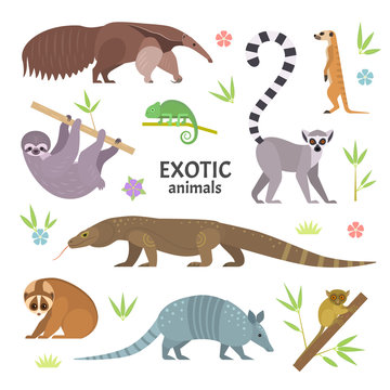 Exotic animals. Vector illustration with flat animals, including anteater, Ring-tailed lemur, lemur loris, sloth, Komodo monitor lizard, armadillo, meerkat, tarsier, isolated on white.