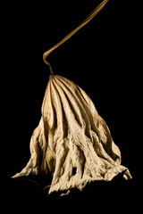 Dried leaf of Lotus plant