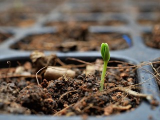 seed tray for Cultivating