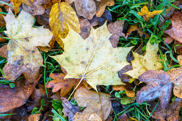 Frozen dry leaves on the ground. Close-up view of a maple dead leaf lying on the grass among other varieties of dry leaves covered with frost.