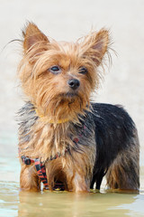 Yorkshire Terrier stands in the water on the beach