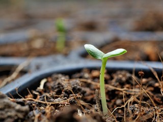 seed tray for Cultivating