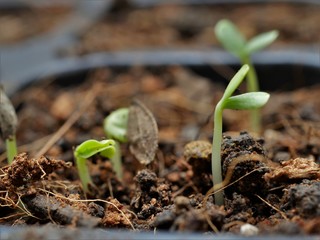 seed tray for Cultivating