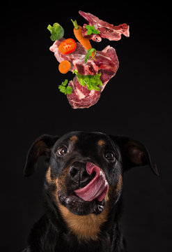 Rottweiler with tired tongue. Concept of barf meal.