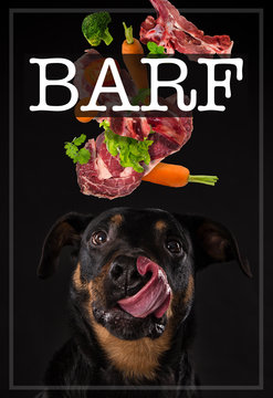 Rottweiler with tired tongue. Concept of barf meal.