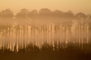 Tall Pines in the Fog