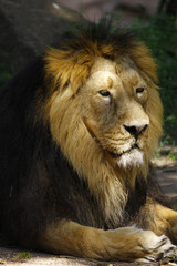 Fototapeta na wymiar Berberlöwe, Atlaslöwe oder Nubische Löwe, Portrait, Panthera leo leo